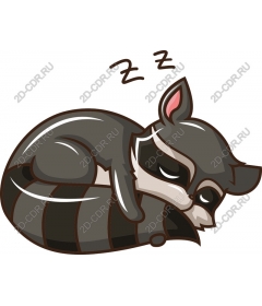  Sleeping Raccoon