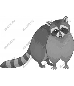 Funny raccoon
