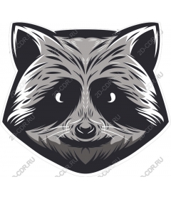  The face of a raccoon