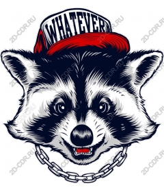  Trendy raccoon with a cap