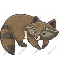  Adorable raccoon