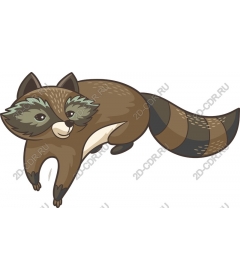  Adorable raccoon