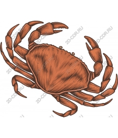  Ocean of elegance: crab