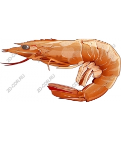 Shrimp highest quality
