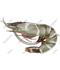  Shrimp