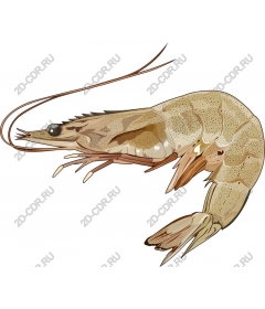 Realistic shrimp