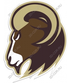  An elegant head of a RAM
