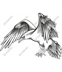 The majestic bird in flight