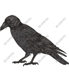 Intricate Raven