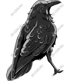  Adorable Raven