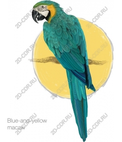  Blue-and-yellow macaw