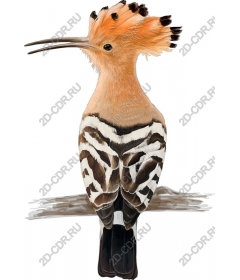  Bright bird hoopoe