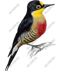  Bright Bird