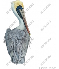  Brown Pelican