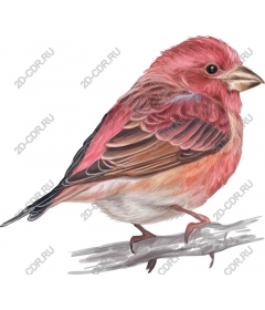  Bright bird sitting on a branch