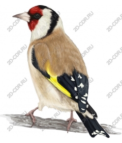 Bright goldfinch