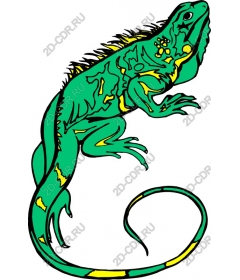  Bright iguana