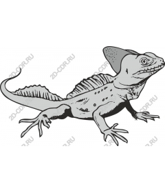  Detailed lizard