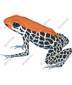  Exotic frog