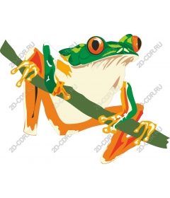  Colorful frog