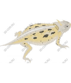  Thorny Devil