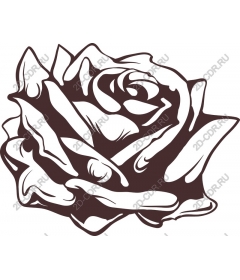  Elegant rose