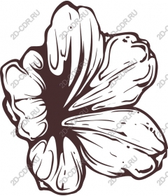  Elegant floral