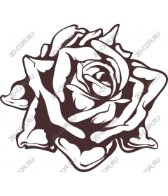  Elegant rose