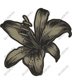  Elegant Lily flower