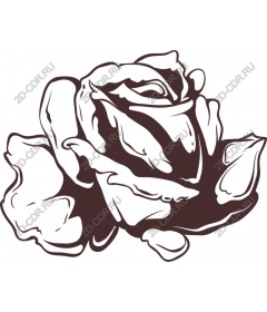  Elegant rose