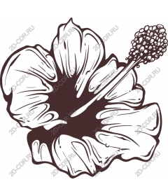  Hibiscus flower