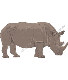 Rhino