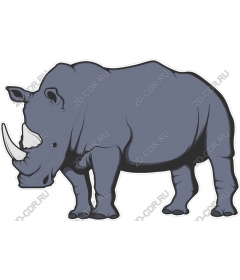 Rhino
