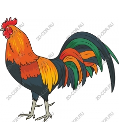  Bright Cock
