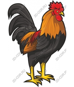  Bright Cock