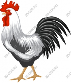  Cock premium