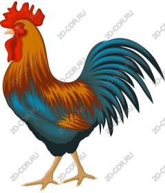  Bright Cock