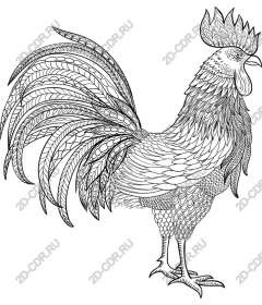 Intricate Cock