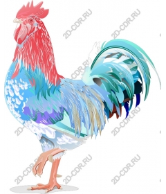  Bright Cock