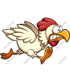 Playful running chicken