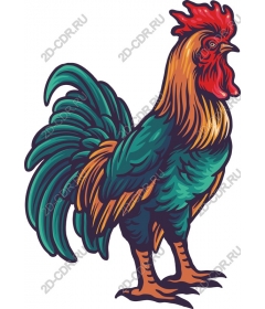  Bright Cock