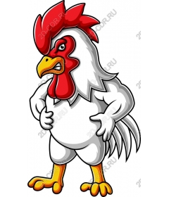  Cartoon Cock