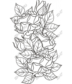  Elegant rose and