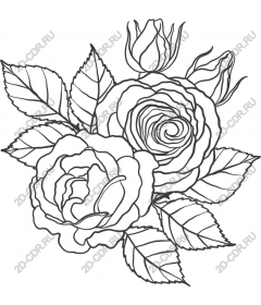  Elegant rose