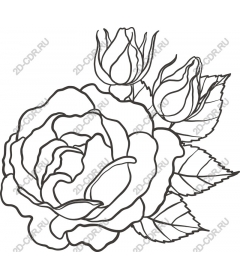  Elegant rose