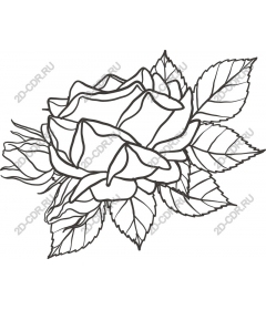  Elegant rose