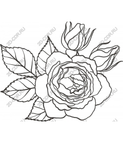  Elegant rose