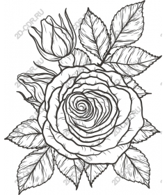  Elegant rose