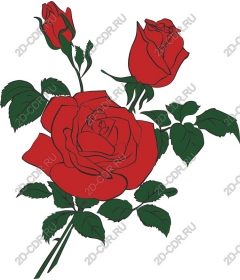  Elegant red roses