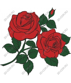 Red roses